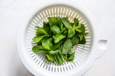 Fresh mint in a collander