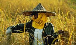 In Taiwan, gathering rice is a large part of their harvest ritual.