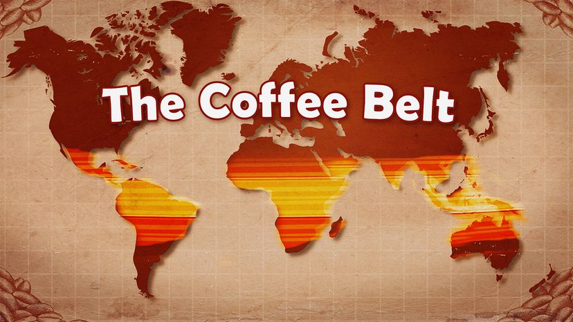 Coffee Belt