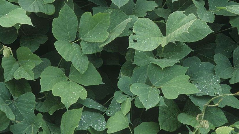 Turns out that kudzu can be tasty in a salad or cooked down collard-green style. And we've heard the blossoms aren't bad in jelly, candy or syrups.  David Sieren/Visuals Unlimited/Corbis