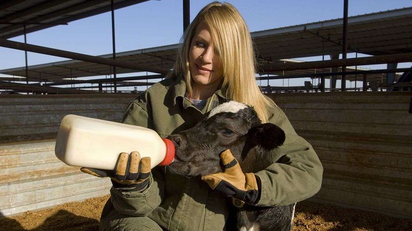 A recent Austrian study has shown that stroking a calf on its neck during the first two weeks of its life has a positive impact on future growth and milk production. Rich LaSalle/Image Bank/Getty Images