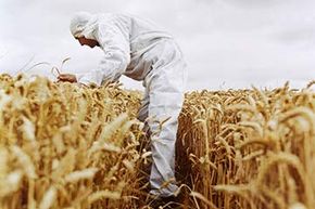 Today's wheat is a product of centuries of cross-breeding, but does that mean it has been genetically engineered?