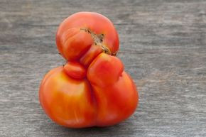 Misshapen produce sometimes isn’t even harvested because it’s unlikely to be purchased by consumers.