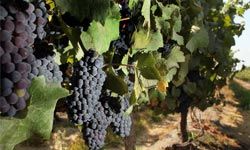 Grapes hanging from the vine at the Montgras winery in Santa Cruz, Chile.