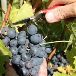 Pruning is essential to ensure that wine grapes reach their optimal size and flavor.