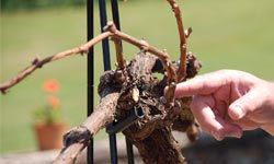 Using a demonstration vine, vintner Doug Paul points out a leader cane. Originating from the trunk of the vine, this cane could be trained horizontally to replace the older cordon.