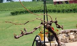 A preserved demonstration vine at Three Sisters Vineyard and Winery shows two long canes with several nodes and the shorter, one-node spurs.