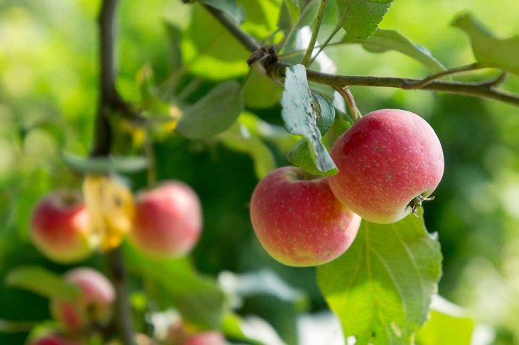 Apple tree with apples